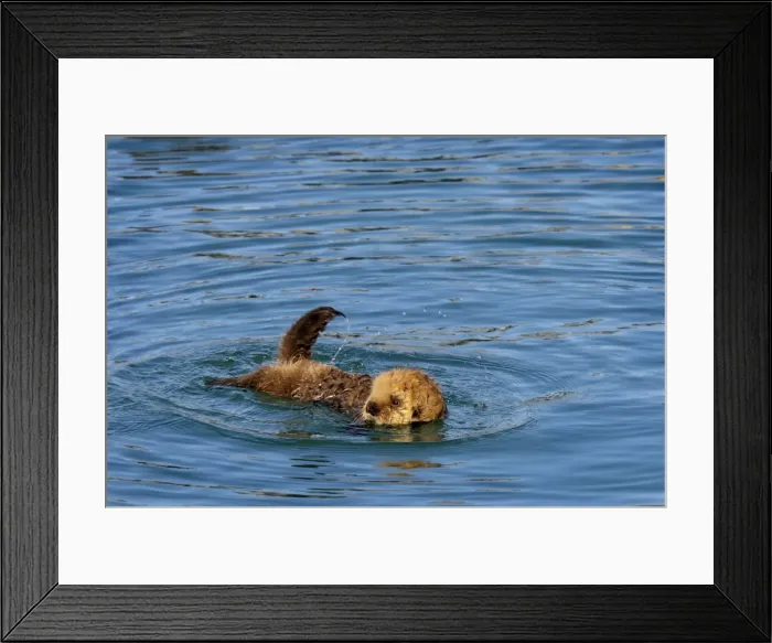 Framed Print : Alaskan / Northern Sea Otter - young pup learning to swim - Alaska _D3B7797 Framed Print : Alaskan / Northern Sea Otter - young pup learning to swim - Alaska _D3B7797