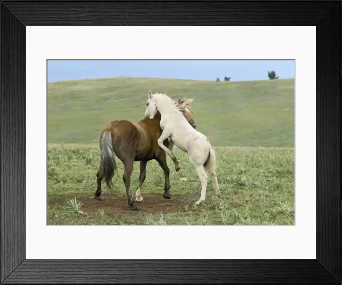 Framed Print : Wild / Feral Horses - colt playing with herd stallion - Western U. S. - Summer _D2A5321 Framed Print : Wild / Feral Horses - colt playing with herd stallion - Western U. S. - Summer _D2A5321