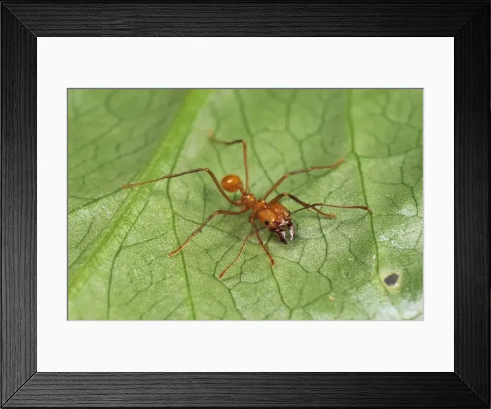 Framed Print : Leaf-cutter Ants Framed Print : Leaf-cutter Ants