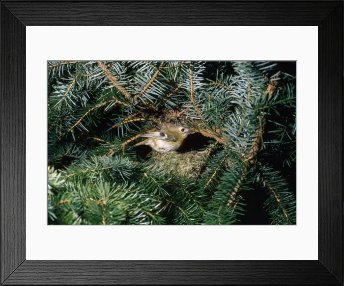 Framed Print : Goldcrest - at nest Framed Print : Goldcrest - at nest
