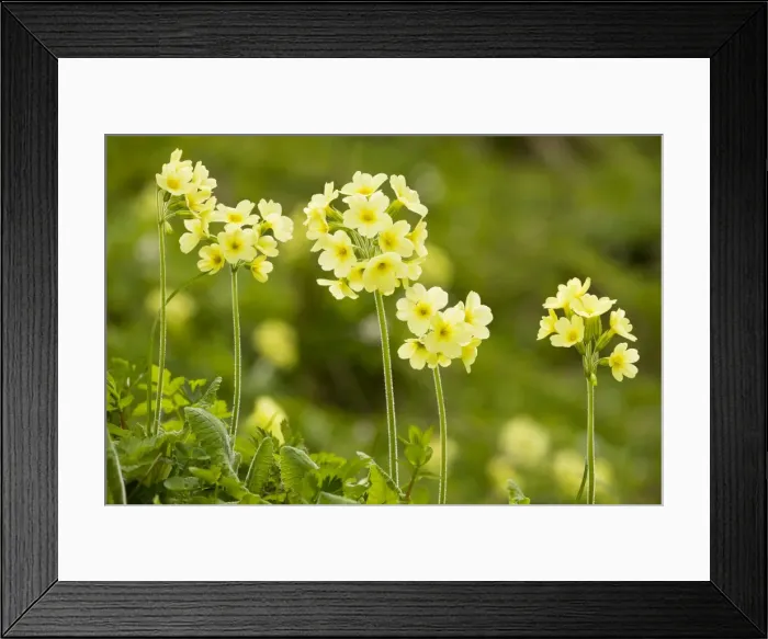 Framed Print : Oxlips (Primula elatior) in mountain pastures, Julian Alps, Slovenia Framed Print : Oxlips (Primula elatior) in mountain pastures, Julian Alps, Slovenia