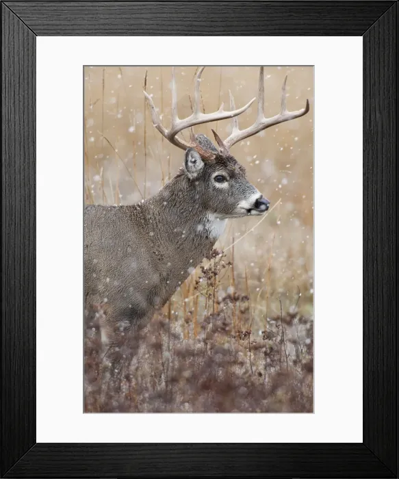 Framed Print : White-tailed Deer - buck in snow - Rocky Mountains - Montana - USA _DSC8873 Framed Print : White-tailed Deer - buck in snow - Rocky Mountains - Montana - USA _DSC8873
