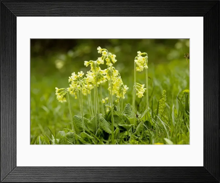 Framed Print : Oxlips (Primula elatior) in flower. Rare in UK Framed Print : Oxlips (Primula elatior) in flower. Rare in UK