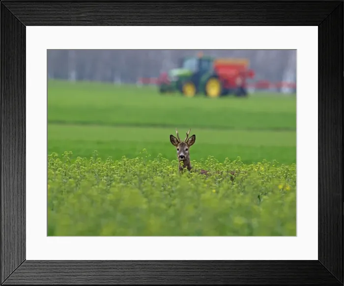 Framed Print : Roe Deer - buck at spring time - Austria Framed Print : Roe Deer - buck at spring time - Austria