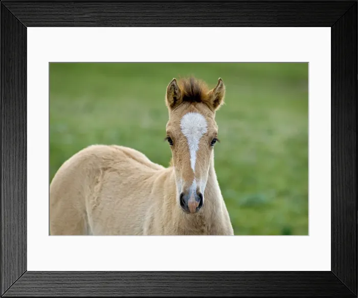 Framed Print : Wild  /  Feral Horses - colt - Western U. S. - Summer _D2A4620