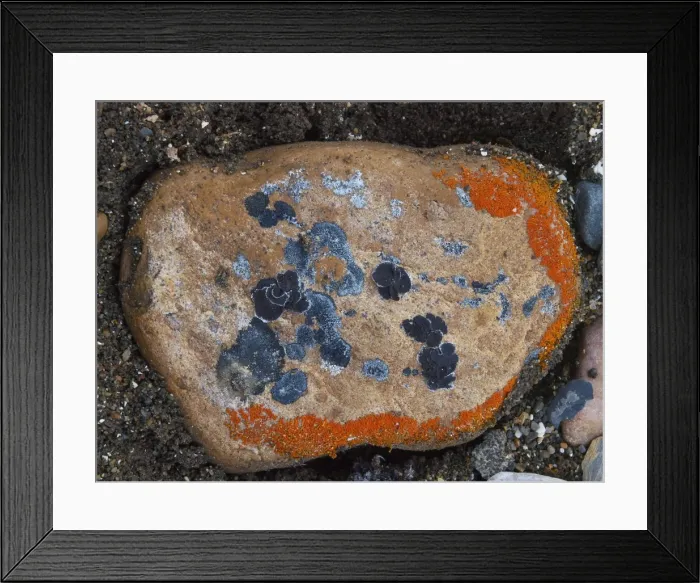 Framed Print : Lichen on stones - Svalbard - Norway Framed Print : Lichen on stones - Svalbard - Norway