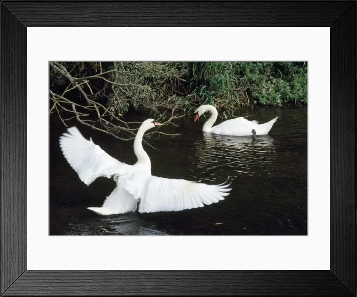 Framed Print : Mute Swan - male displaying to female - UK Framed Print : Mute Swan - male displaying to female - UK