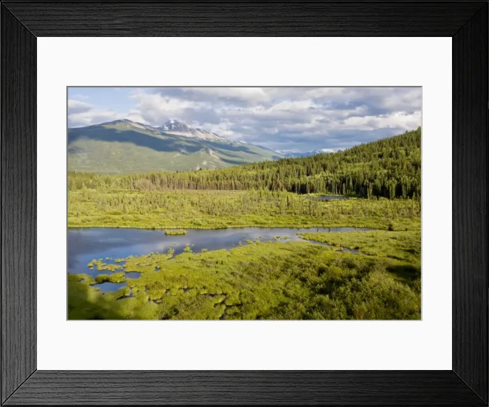 Framed Print : Lake and bog at Cottonwood Slough, Jasper National Park, the Rockies, Canada