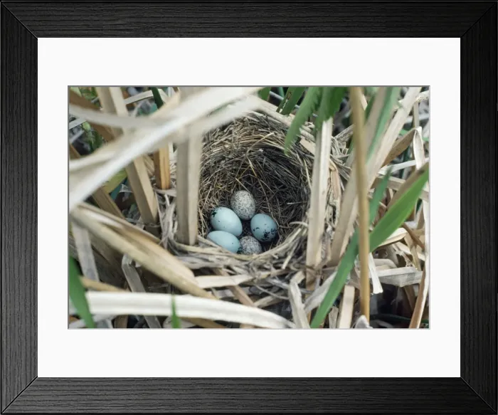 Framed Print : Brown-headed Cowbird - 2 eggs in Red-winged Blackbird's nest Framed Print : Brown-headed Cowbird - 2 eggs in Red-winged Blackbird's nest