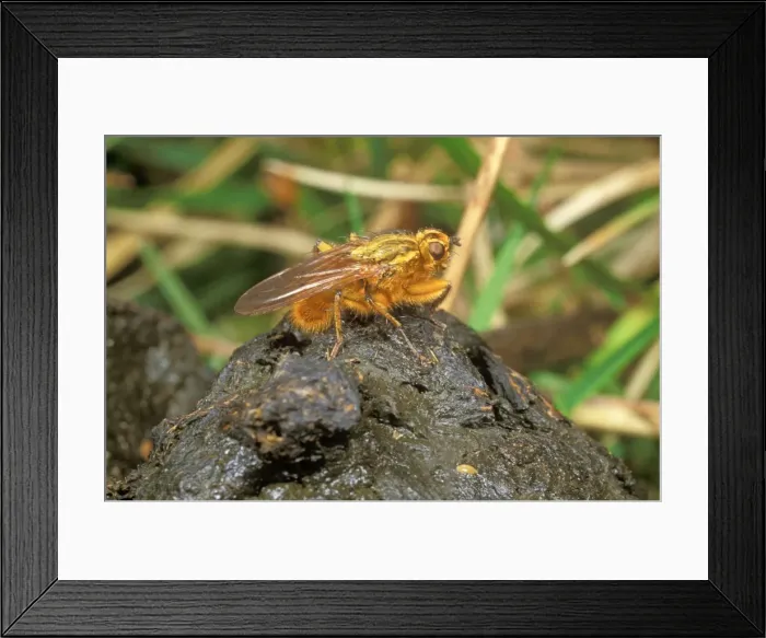 Framed Print : Yellow Dung Fly - on sheep dung, UK Framed Print : Yellow Dung Fly - on sheep dung, UK