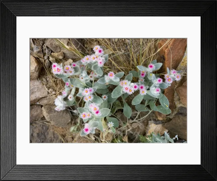 Framed Print : South-western edelweiss Helichrysum roseo-niveum in flower, Namibia Framed Print : South-western edelweiss Helichrysum roseo-niveum in flower, Namibia