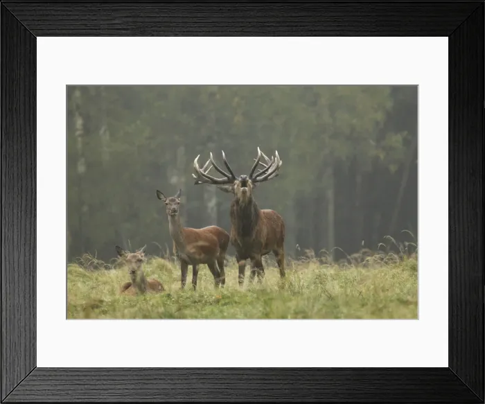Framed Print : Red Deer - herd in rut - buck belling - Saxonia - Germany Framed Print : Red Deer - herd in rut - buck belling - Saxonia - Germany