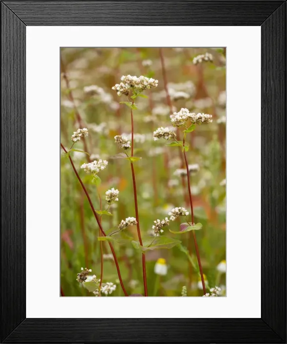 Framed Print : Buckwheat (Fagopyron esculentum) crop in cultivation. Central France Framed Print : Buckwheat (Fagopyron esculentum) crop in cultivation. Central France