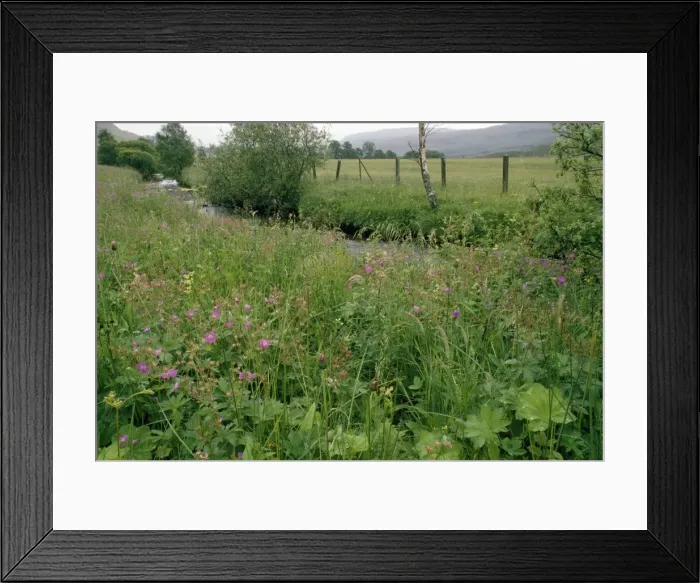 Framed Print : Brerechan Hay Meadow - with Wood Cranes-bill Tayside, Scotland Framed Print : Brerechan Hay Meadow - with Wood Cranes-bill Tayside, Scotland