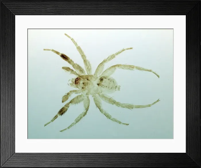 Framed Print : Spider. Microscope preparation of eyes and fangs Framed Print : Spider. Microscope preparation of eyes and fangs