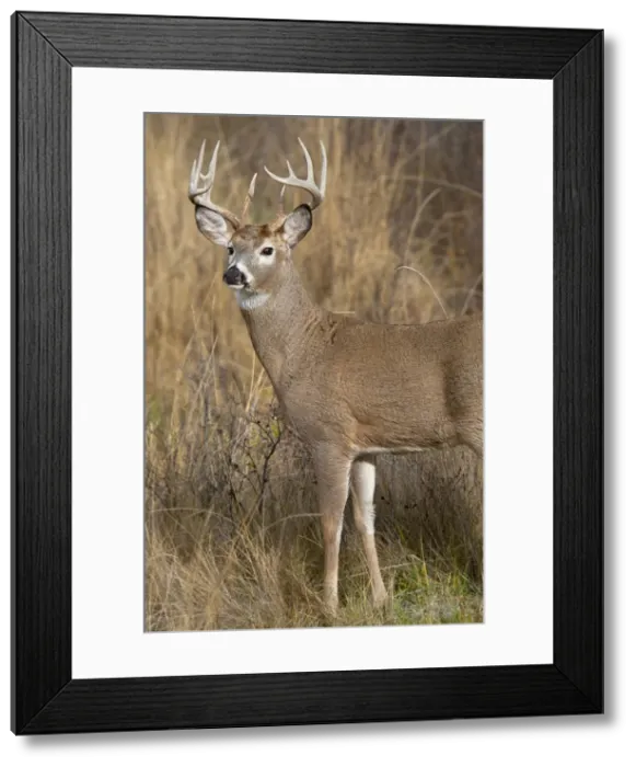 Framed Print : White-tailed Deer - buck in late fall - Rocky Mountains - Montana - USA _DSC0247 Framed Print : White-tailed Deer - buck in late fall - Rocky Mountains - Montana - USA _DSC0247