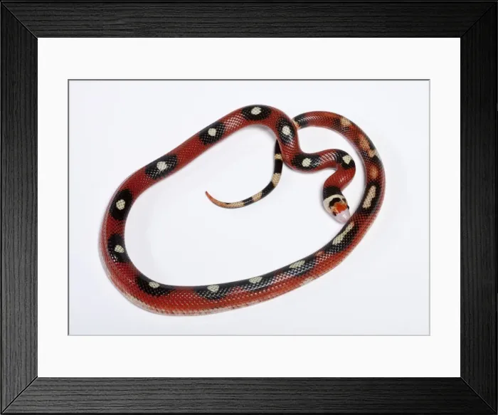 Framed Print : Honduran Milk Snake - “Motley” mutation - North and Central America - these snakes eat other snakes even venomous ones (ophiophagy) - some species of kingsnake have coloration Framed Print : Honduran Milk Snake - “Motley” mutation - North and Central America - these snakes eat other snakes even venomous ones (ophiophagy) - some species of kingsnake have coloration