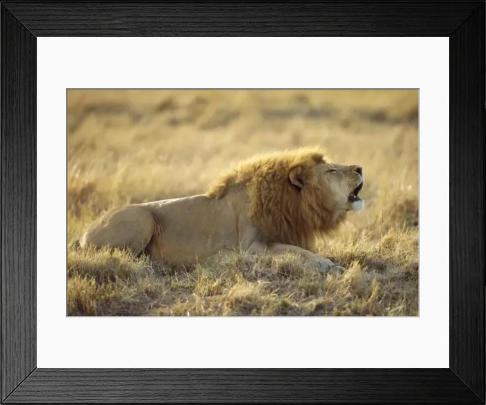 Framed Print : Lion - roaring Framed Print : Lion - roaring