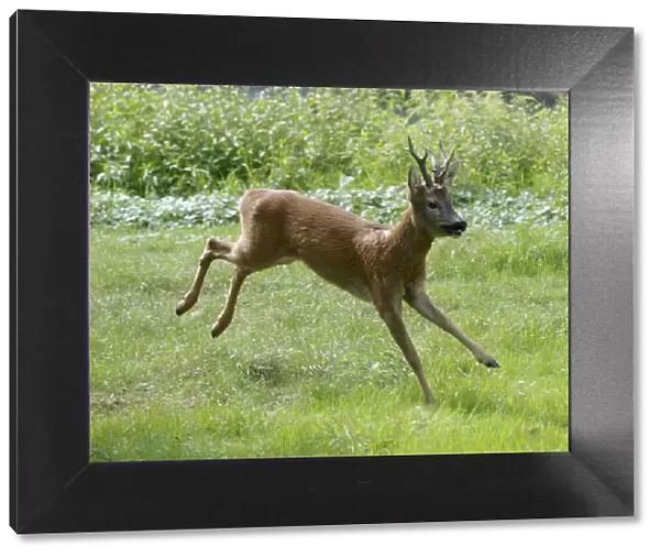 Roe Deer - buck running in meadow - summer - Germany