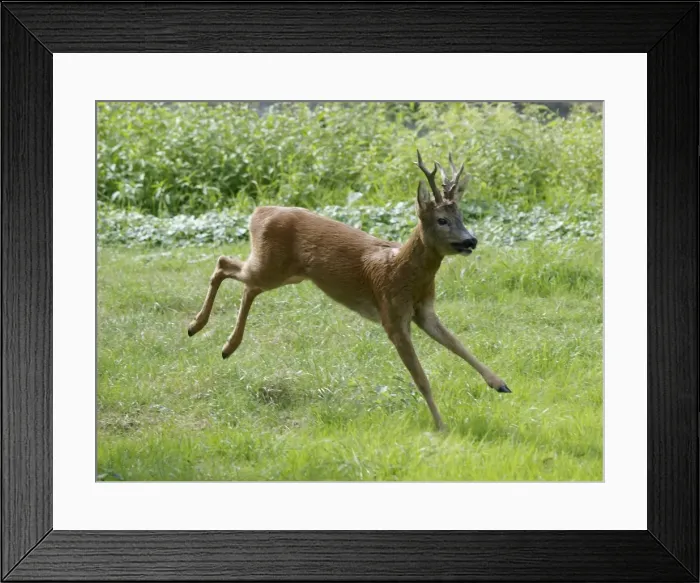 Framed Print : Roe Deer - buck running in meadow - summer - Germany Framed Print : Roe Deer - buck running in meadow - summer - Germany