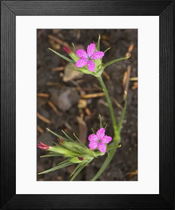 Framed Print : Deptford pink (Dianthus armeria); now rare in the UK Framed Print : Deptford pink (Dianthus armeria); now rare in the UK