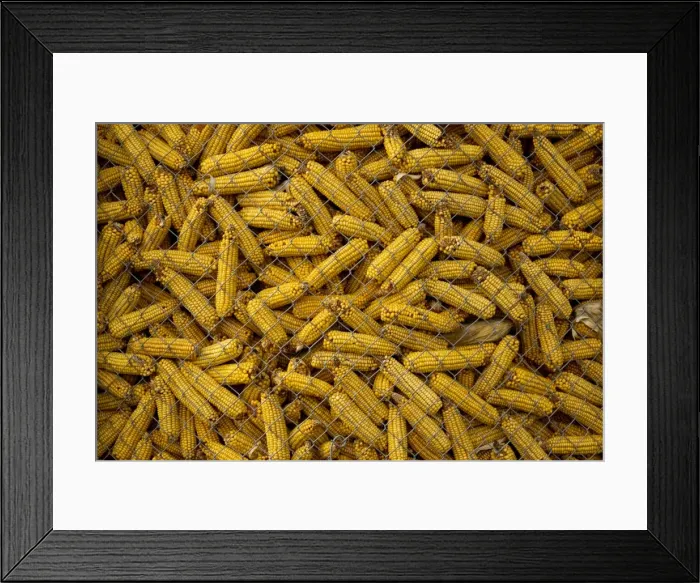 Framed Print : Maize in storage (Zea mays) Rhine Valley, France