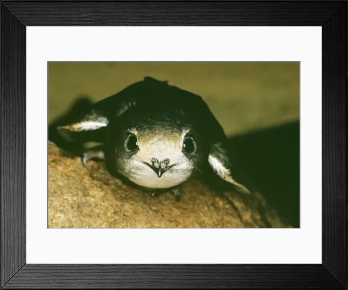 Framed Print : Little Swift Framed Print : Little Swift