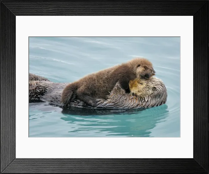 Framed Print : Alaskan / Northern Sea Otter - resting on water - Alaska _D3B3089 Framed Print : Alaskan / Northern Sea Otter - resting on water - Alaska _D3B3089