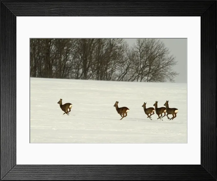 Framed Print : Roe Deers - group running in winter snow - Germany Framed Print : Roe Deers - group running in winter snow - Germany