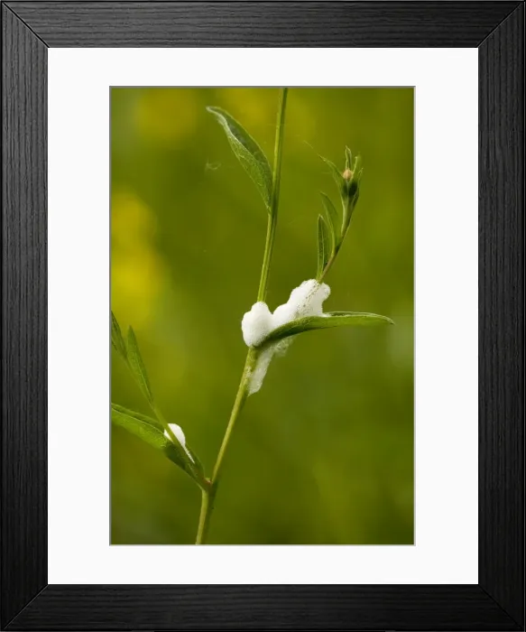 Framed Print : Cuckoo spit, or nymphs of common froghopper (Philaenus spumarius) on plant, spring Framed Print : Cuckoo spit, or nymphs of common froghopper (Philaenus spumarius) on plant, spring