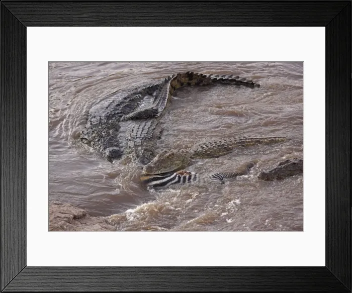 Framed Print : Crocodiles - feeding on killed Zebra - Maasai Mara - Kenya Framed Print : Crocodiles - feeding on killed Zebra - Maasai Mara - Kenya