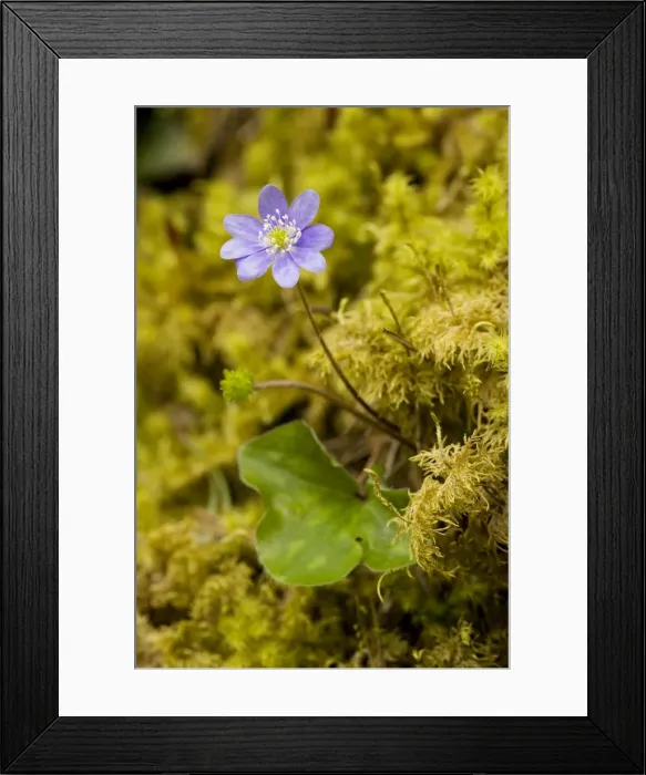 Framed Print : Hepatica (Hepatica triloba) in flower in mossy woodland, France Framed Print : Hepatica (Hepatica triloba) in flower in mossy woodland, France