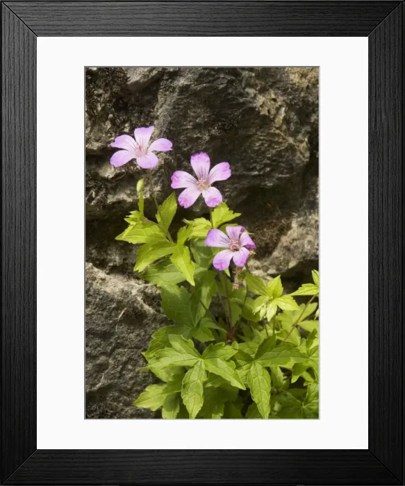 Framed Print : Knotted Cranesbill (Geranium nodosum) Framed Print : Knotted Cranesbill (Geranium nodosum)