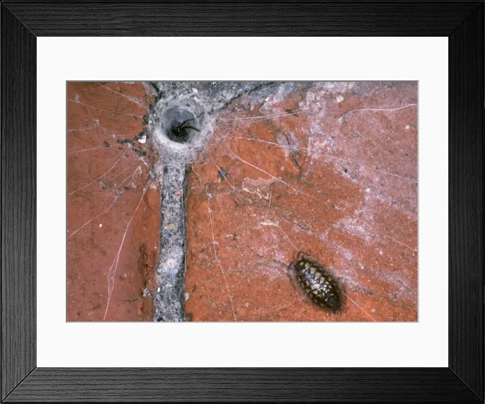 Framed Print : Spider - UK's biggest Spider - Woodlouse on trip wires Framed Print : Spider - UK's biggest Spider - Woodlouse on trip wires