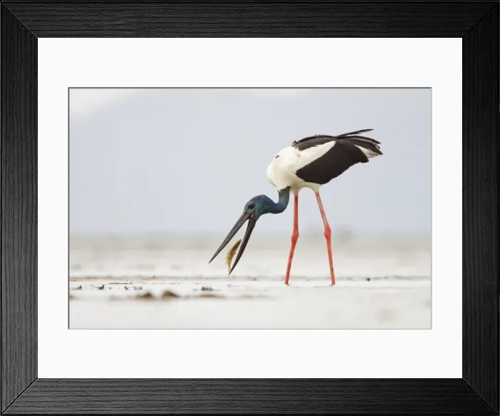 Framed Print : Black-Necked Stork / Jabiru / Korrorook / Monti - male snatching flat fish in shallow seawater over tidal mudflats - Queensland - Australia Framed Print : Black-Necked Stork / Jabiru / Korrorook / Monti - male snatching flat fish in shallow seawater over tidal mudflats - Queensland - Australia