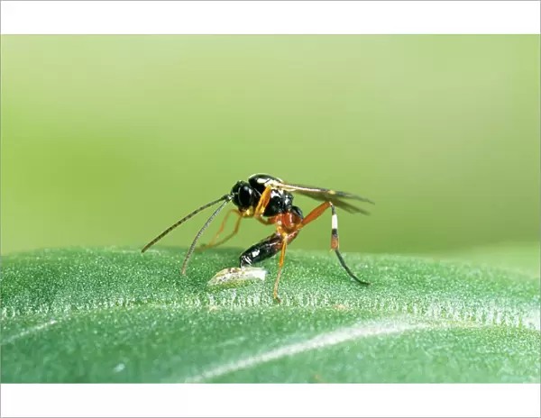 Parasitic Wasp - Laying egg in hoverfly larva, UK
