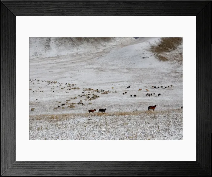 Framed Print : Horses and Sheep herds, Tienschan, Kazakhstan Framed Print : Horses and Sheep herds, Tienschan, Kazakhstan