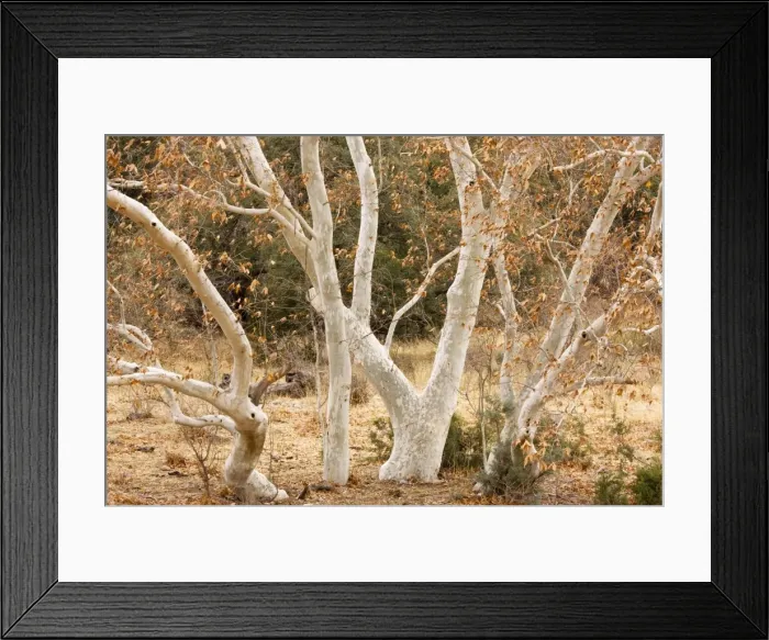 Framed Print : Arizona Sycamores (plane trees) Platanus wrightii in winter, Arizona, USA Framed Print : Arizona Sycamores (plane trees) Platanus wrightii in winter, Arizona, USA