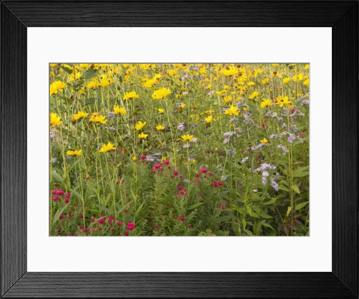 Framed Print : autumn flower mix - colourful mix of yellow Moonbeam and purple and lilac New England Asters growing in a country garden - Baden-Wuerttemberg, Germany Framed Print : autumn flower mix - colourful mix of yellow Moonbeam and purple and lilac New England Asters growing in a country garden - Baden-Wuerttemberg, Germany