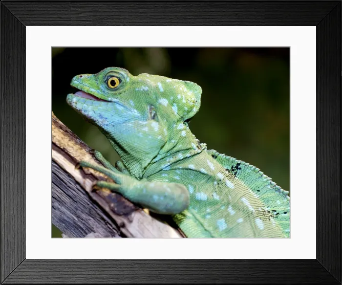Framed Print : Plumed Basilisk, wet forests Latin America Framed Print : Plumed Basilisk, wet forests Latin America