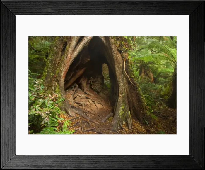Framed Print : Myrtle Beech - big, massive Myrtle Beech in lush temperate rainforest with different kinds of floor-growing fern and treefern. This tree has such an impressive root system that a child can easily walk through - Mait's Rest Framed Print : Myrtle Beech - big, massive Myrtle Beech in lush temperate rainforest with different kinds of floor-growing fern and treefern. This tree has such an impressive root system that a child can easily walk through - Mait's Rest