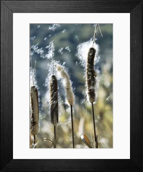Framed Print : Reedmace (Bullrushes) ROG 10604 Wind blowing seeds. Typhalatifolia © Bob Gibbons / ARDEA LONDON Framed Print : Reedmace (Bullrushes) ROG 10604 Wind blowing seeds. Typhalatifolia © Bob Gibbons / ARDEA LONDON