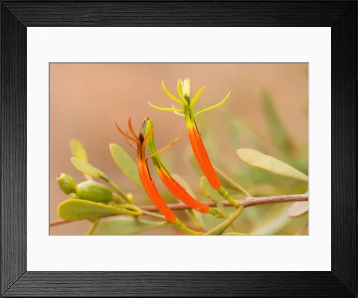 Framed Print : Harlequin Mistletoe - yellow and red coloured blossoms in full bloom - Northern Territory, Australia Framed Print : Harlequin Mistletoe - yellow and red coloured blossoms in full bloom - Northern Territory, Australia