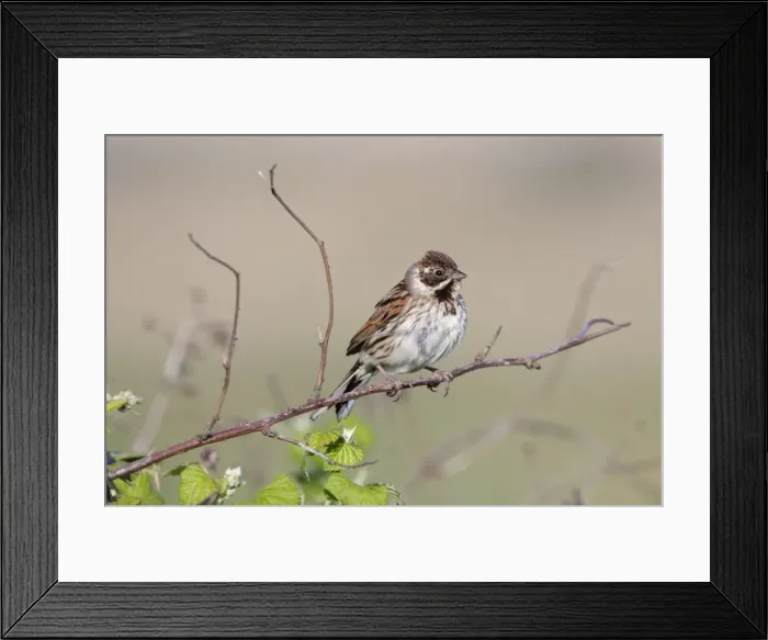 Framed Print : Reed Bunting - Female perched over bramble bushes - Bowesfield Nature Reserve - Cleveland - UK Framed Print : Reed Bunting - Female perched over bramble bushes - Bowesfield Nature Reserve - Cleveland - UK