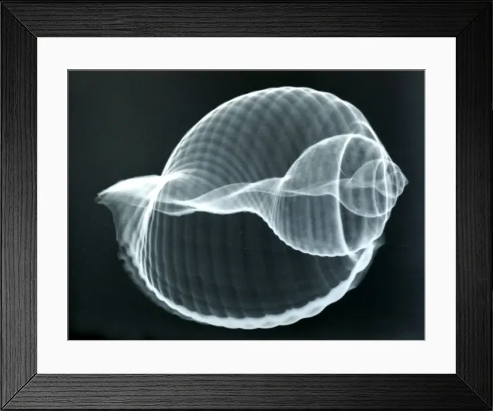 Framed Print : Baler shell, x-ray to show internal structure and spiralling Framed Print : Baler shell, x-ray to show internal structure and spiralling