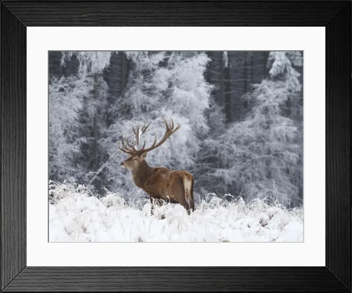 Framed Print : Red Deer - buck in snow covered landscape - Germany Framed Print : Red Deer - buck in snow covered landscape - Germany