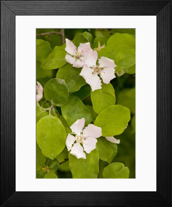 Framed Print : Quince (Cydonia oblonga) in flower Framed Print : Quince (Cydonia oblonga) in flower