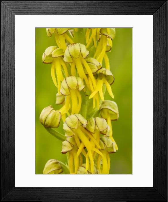 Framed Print : Man Orchid (Orchis anthropohora = Aceras anthropophora) in flower. Rare in UK