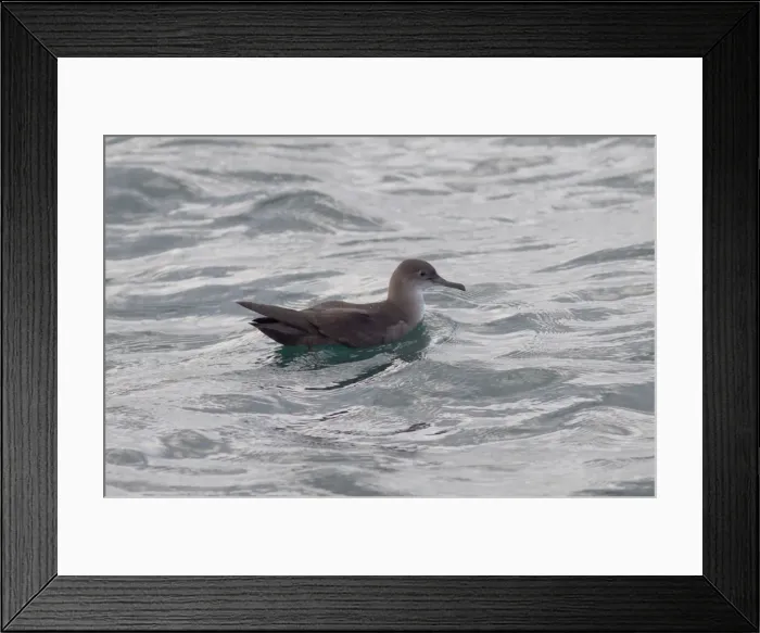 Framed Print : Balearic Shearwater - on the sea - Dorset - UK - August Framed Print : Balearic Shearwater - on the sea - Dorset - UK - August