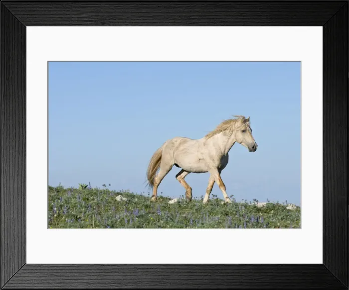 Framed Print : Wild / Feral Horse - Western U. S. - Summer _D2C8673 Framed Print : Wild / Feral Horse - Western U. S. - Summer _D2C8673